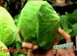 How to Buy Fresh Cabbage